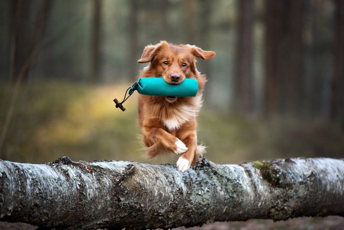 ダミーを咥えて持ってくる犬