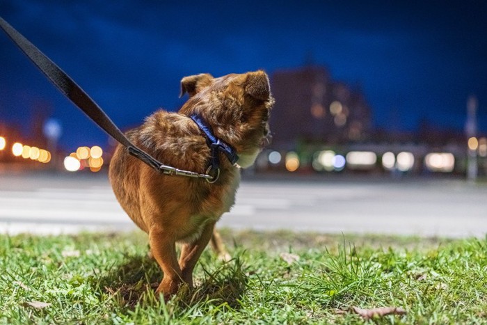 後ろを振り返る犬