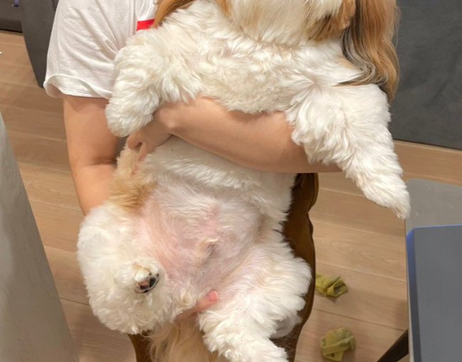 ふわふわ