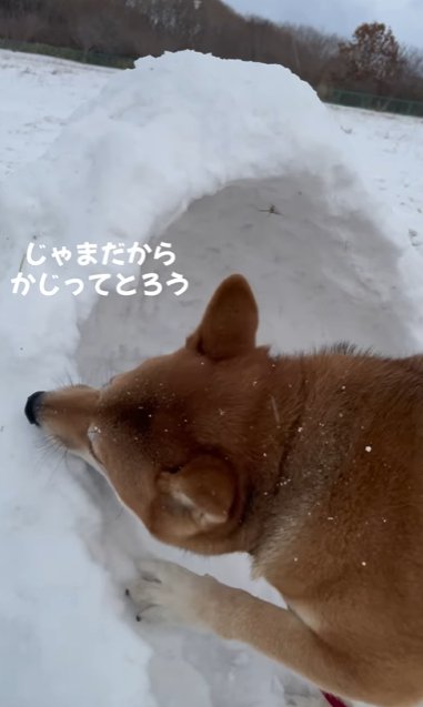 かまくらの入口をかじる柴犬