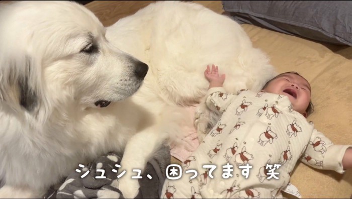 泣きじゃくる赤ちゃんを見つめる犬