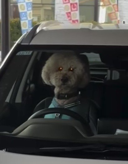 ハンドル前で見つめる犬