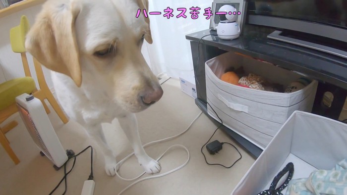しょんぼり…