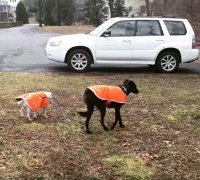 車に向かって歩く犬