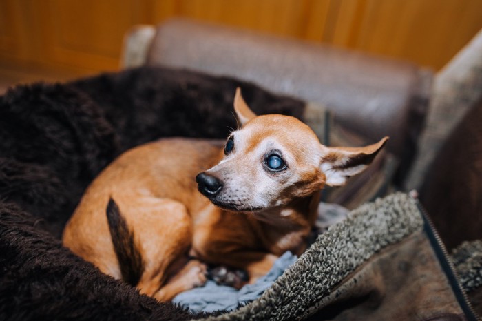 白内障の犬