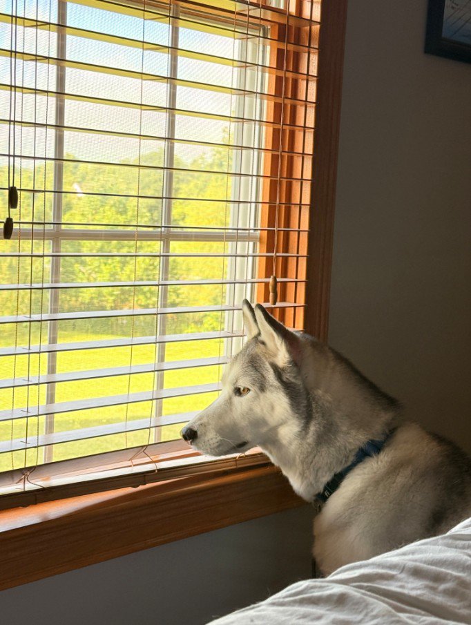 飼い主さんのそばで自宅警備中