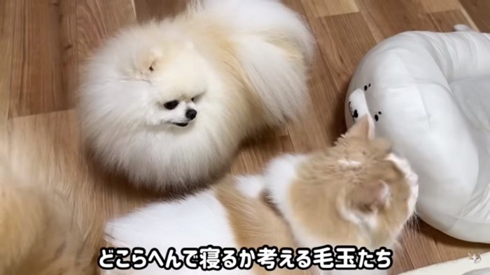 寝場所を考える2匹
