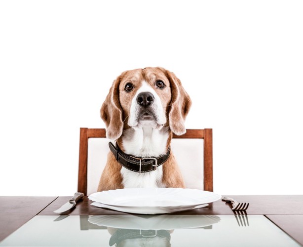 空の食器を前にする犬