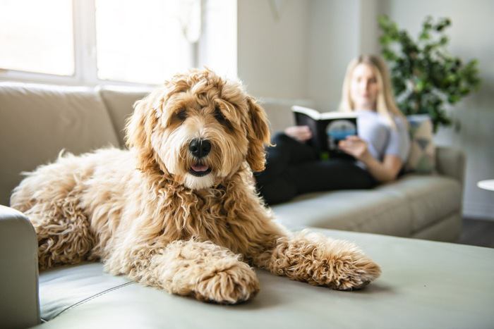 モコモコの犬