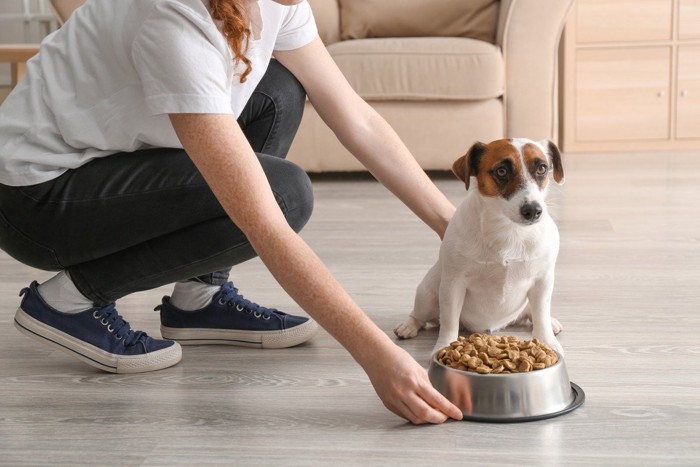 ご飯をもらう犬