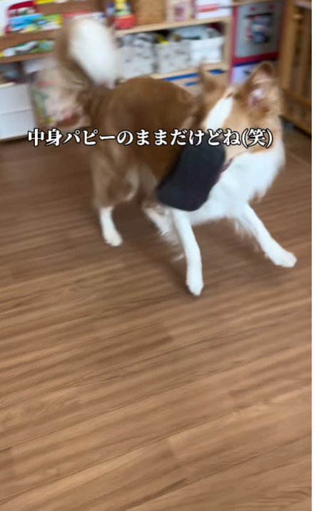 心はまだ子犬