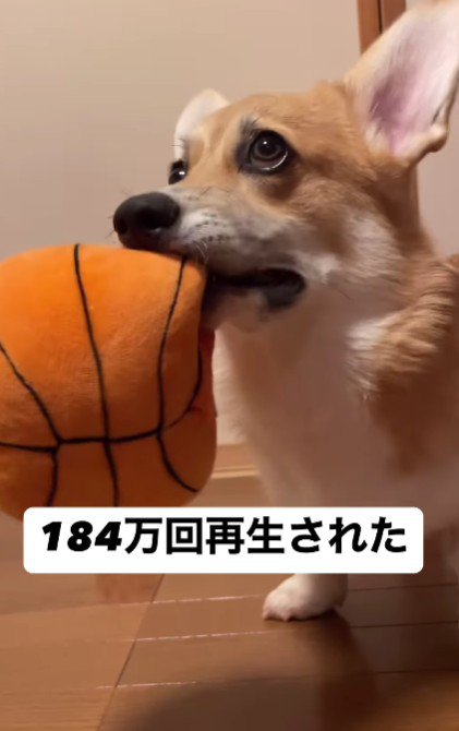 ピノッチちゃんのお気に入り