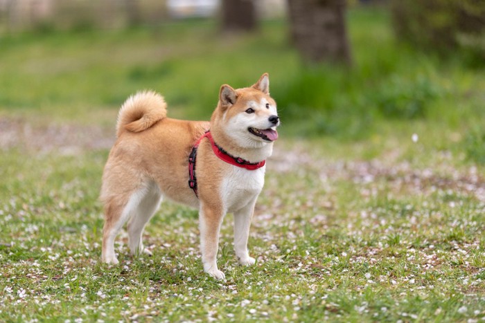 柴犬、赤いハーネス
