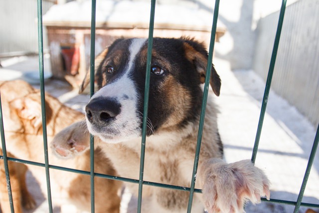 シェルターの犬舎の中の犬