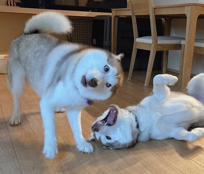 アイリスちゃん