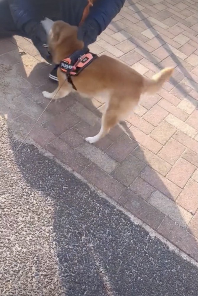 念願のナデナデ