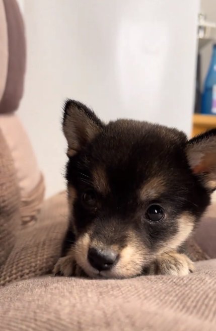 ドアップのあられちゃん