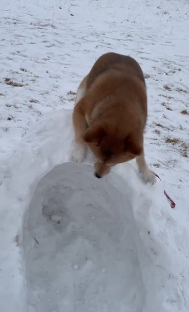 かまくらに上る柴犬