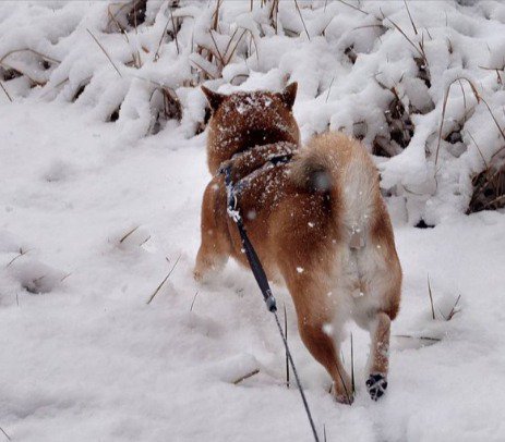 雪遊び