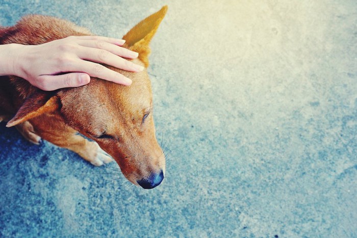 頭を撫でられている茶色い犬