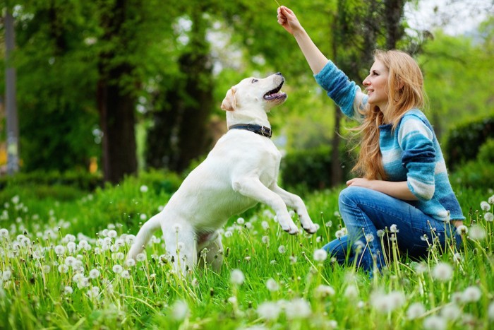 草原の中で遊ぶ犬と女性