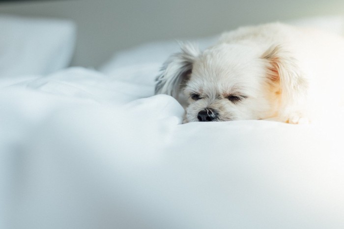 白い垂れ耳の犬