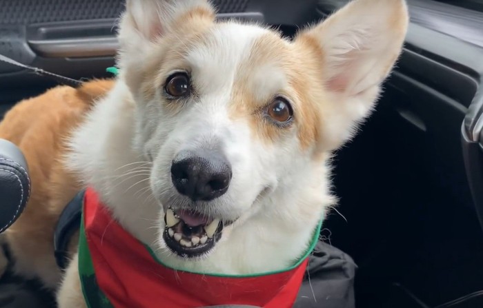 車に乗った犬