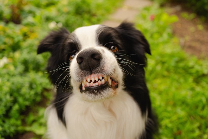犬歯を見せて怒るボーダーコリー
