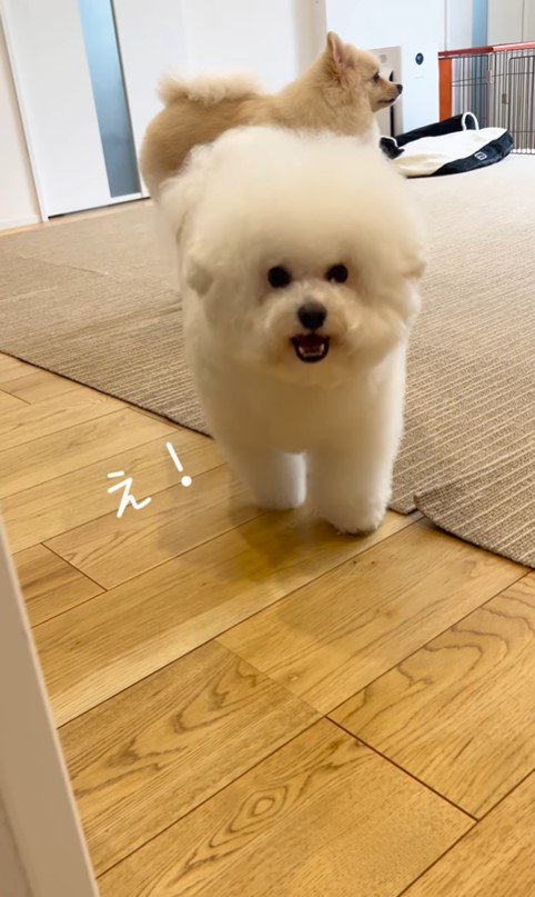 お兄ちゃんが帰宅時のエマくん＆ハルくん