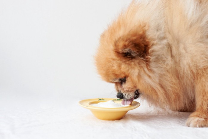 ヨーグルトを舐める犬