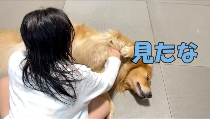 カメラをジロリとした目つきで見る犬