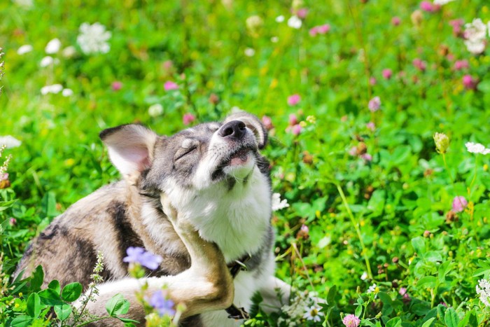 お花畑の中の犬