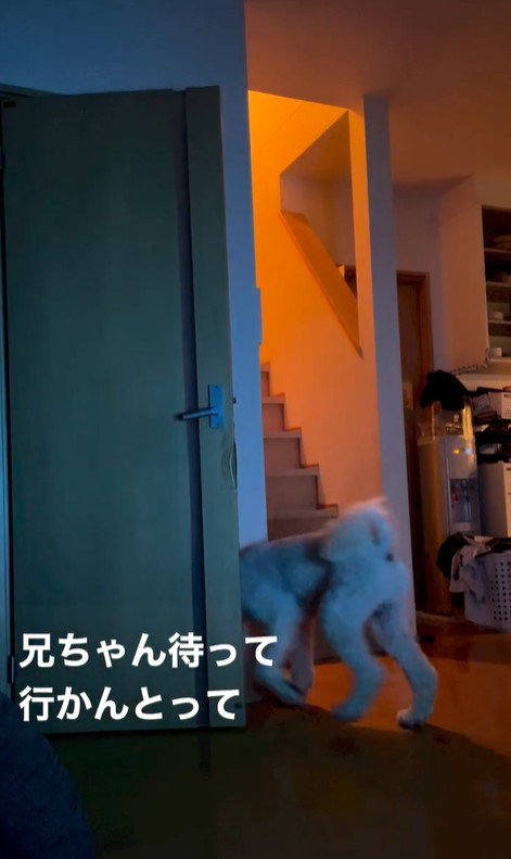 ますお君の人間のような行動9