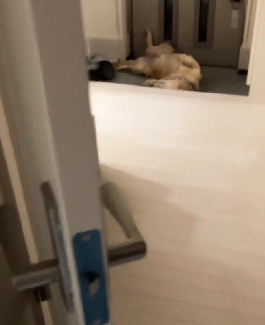 ロイちゃんがいない…