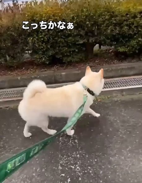 歩く犬1