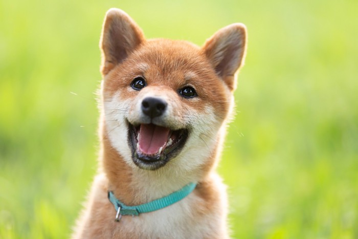 楽しそうな表情の柴犬