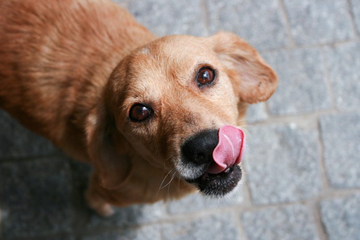 ペロっとする茶色い犬