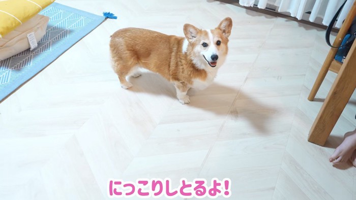 女の子のそばで笑顔を見せる犬