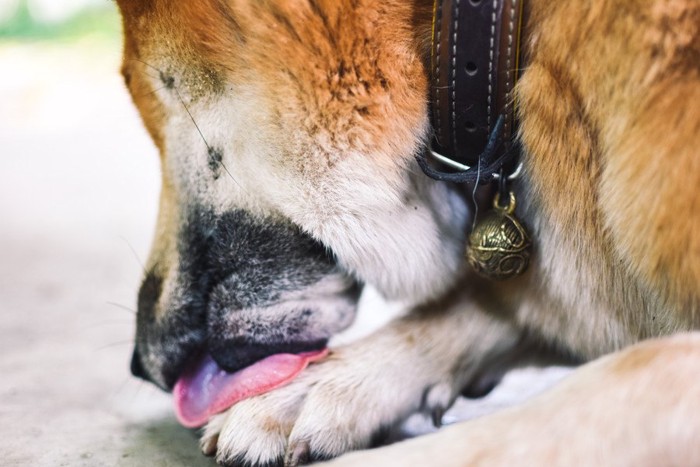 前足を舐める柴犬