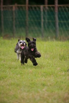 2匹の犬