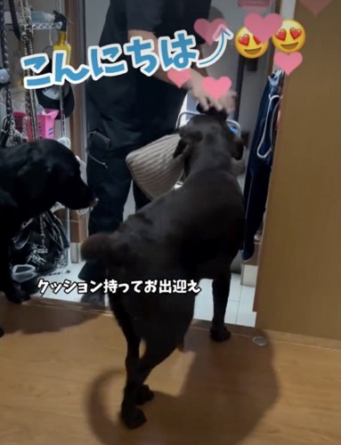 熱烈なお出迎え