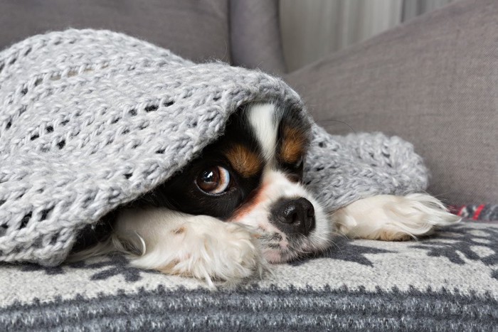 ブランケットから片目をのぞかせる犬