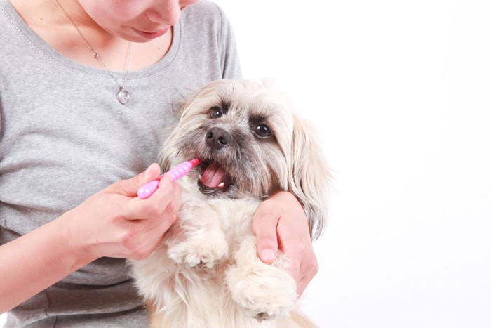 歯磨きをする犬と女性