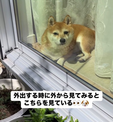 窓越しにこちらを見る犬1