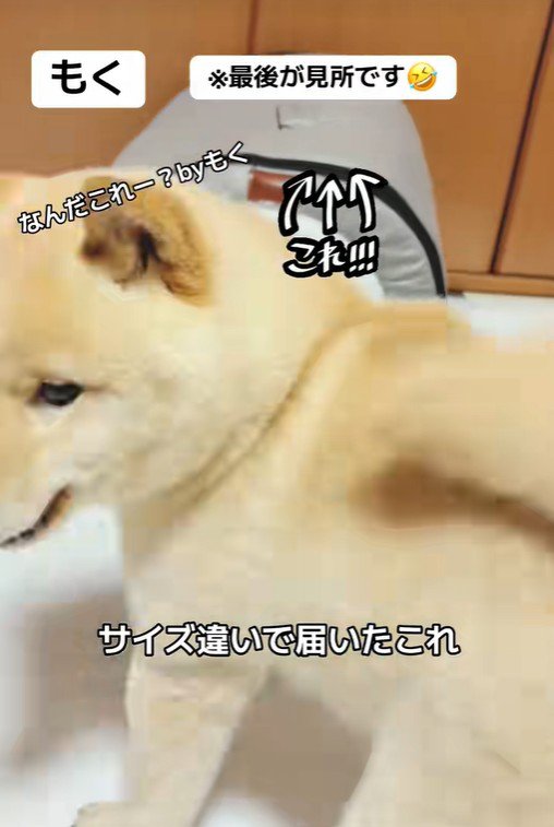 サイズ違いのハウスが届いた！