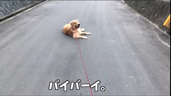 「バイバイ」と言う飼い主を横になりながら見つめる犬