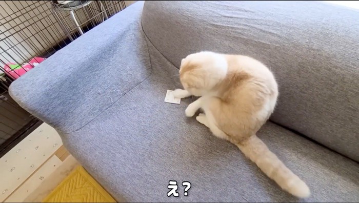 ソファに乗ってかつおだしのパックで遊ぶ猫