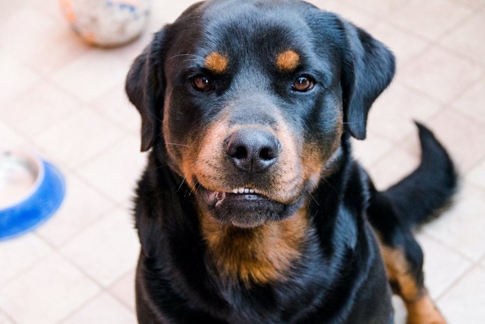 唸ってこちらを見つめる犬