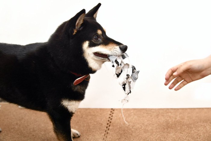 いたずらをする柴犬と静止しようとする人の手