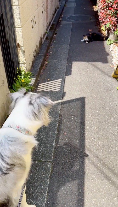 犬に向かって威嚇する猫